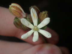 Burchardia congesta