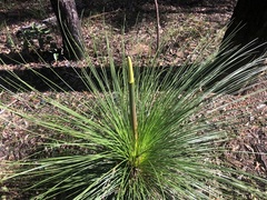 Xanthorrhoea johnsonii