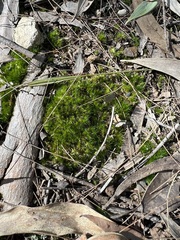 Campylopus introflexus