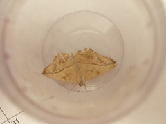 Prochoerodes lineola