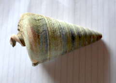 Telescopium telescopium