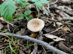 Lactarius imperceptus