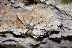Acanthoctenus