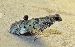 Cacotherapia flexilinealis