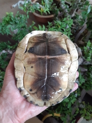 Cuora amboinensis kamaroma