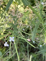 Epilobium ciliatum