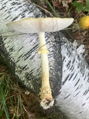 Amanita muscaria guessowii