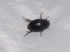 Hydrophilus ovatus