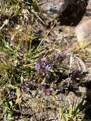 Gentianella amarella