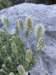 Petrophytum caespitosum