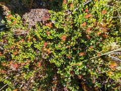 Ericaceae