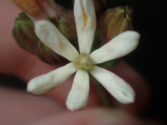 Burchardia congesta