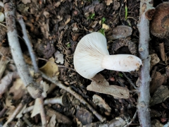Lactarius imperceptus