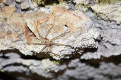 Acanthoctenus