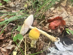Amanita muscaria guessowii