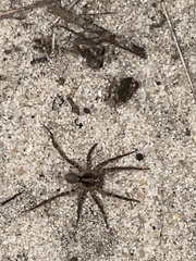 Lycosinae