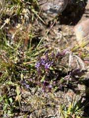 Gentianella amarella