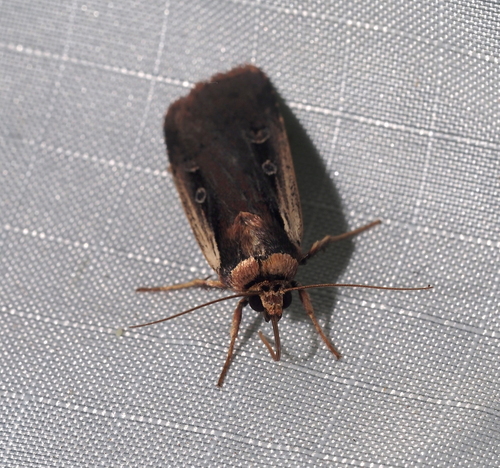 Flame-shouldered Dart photo 3