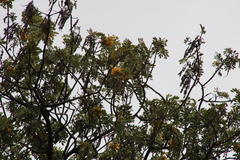 Chlorodrepanis virens virens