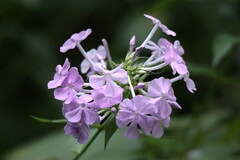 Phlox