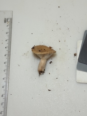 Lactarius imperceptus