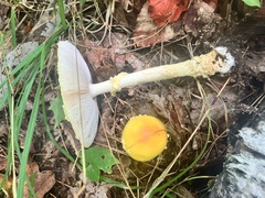 Amanita muscaria guessowii