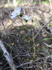 Drosera planchonii