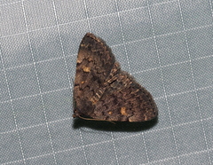 Idia aemula