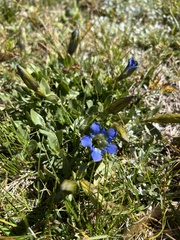 Gentiana
