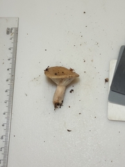 Lactarius imperceptus