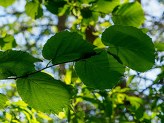 Corylus cornuta