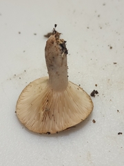 Lactarius imperceptus