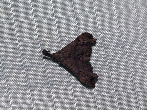 Faint-spotted Palthis Moth photo 6