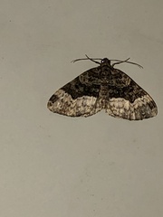 Euphyia intermediata