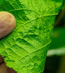 Corylus cornuta