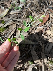 Synostemon hirtellus