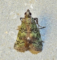 Cacotherapia flexilinealis