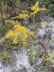 Solidago odora