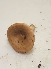 Lactarius imperceptus