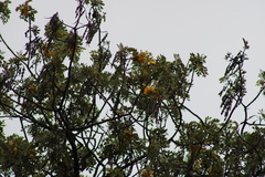Chlorodrepanis virens virens