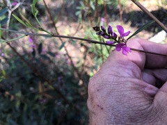 Indigofera australis