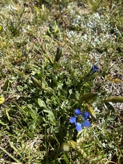 Gentiana