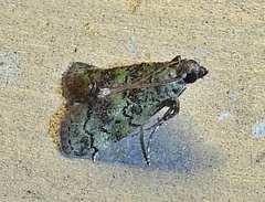 Cacotherapia flexilinealis