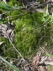 Campylopus introflexus