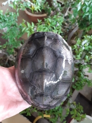 Cuora amboinensis kamaroma