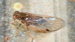 Melanoliarus