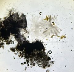 Podospora gigantea
