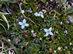 Arcytophyllum filiforme