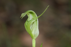 Pterostylis alpina