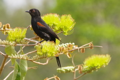 Icterus pyrrhopterus